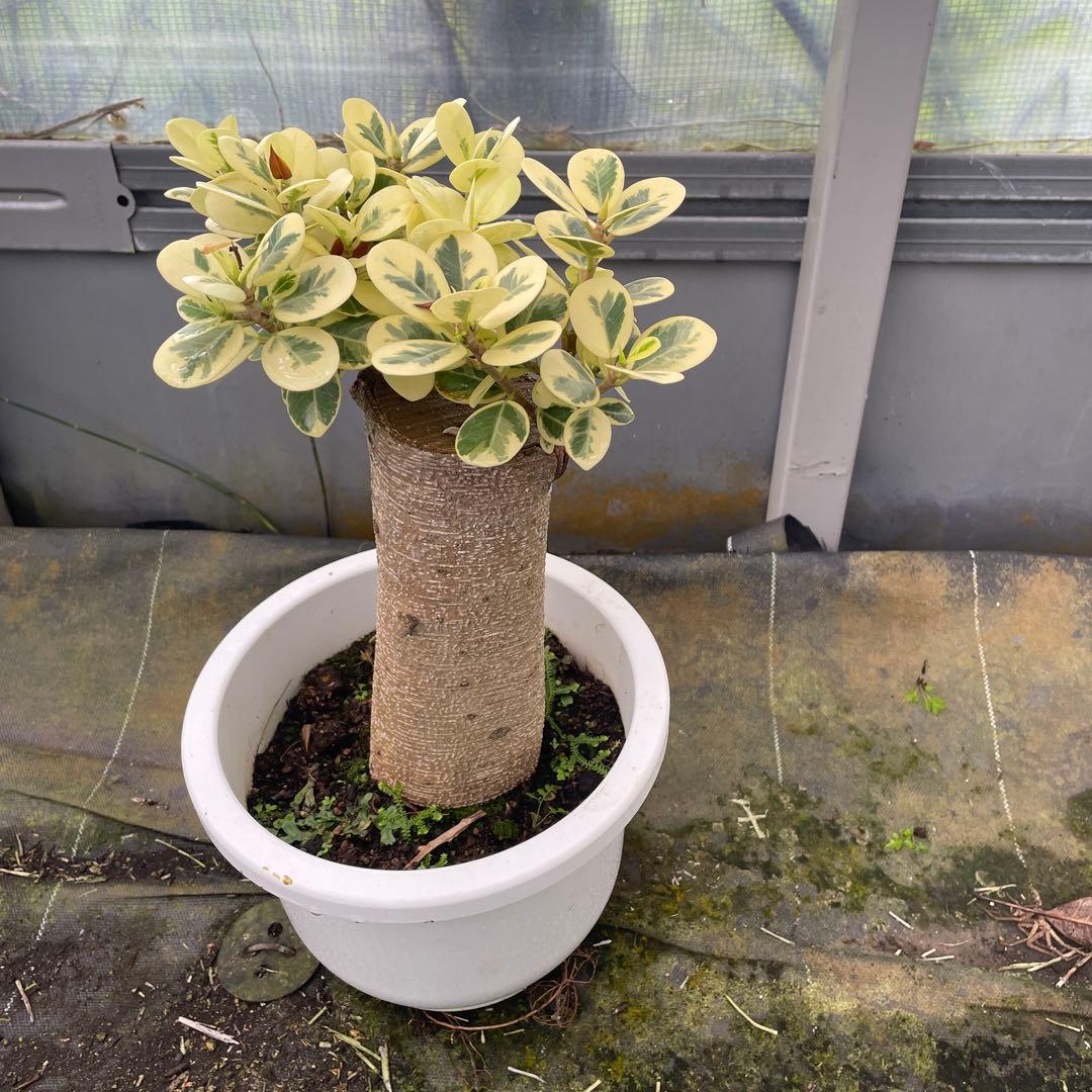 リピート価格　パンダガジュマル　斑入り　8号リン鉢