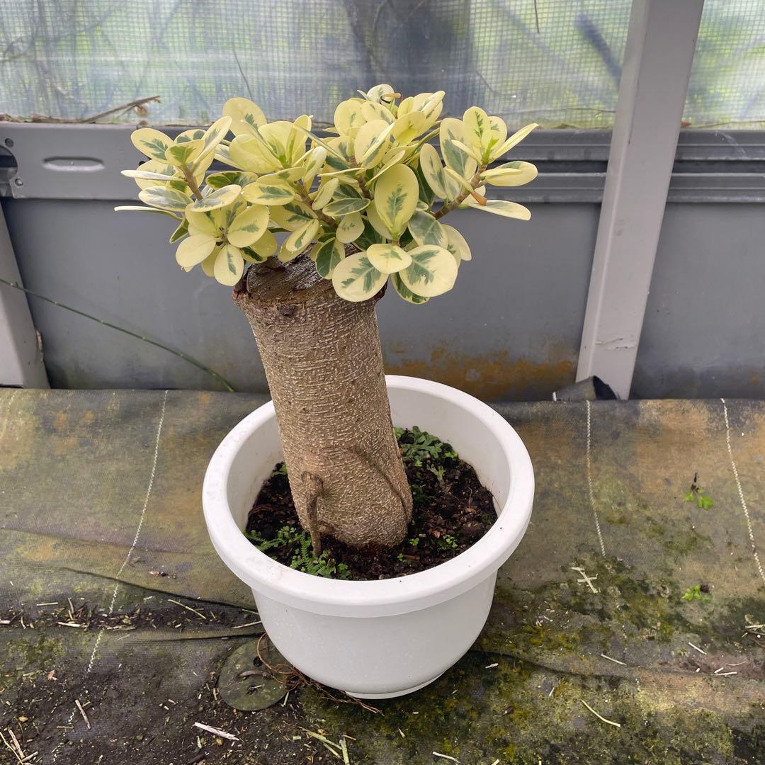 リピート価格　パンダガジュマル　斑入り　8号リン鉢