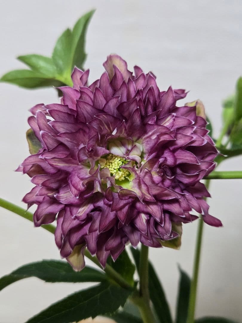 ☆クリスマスローズ☆多弁　変わり咲き☆5号ポット☆