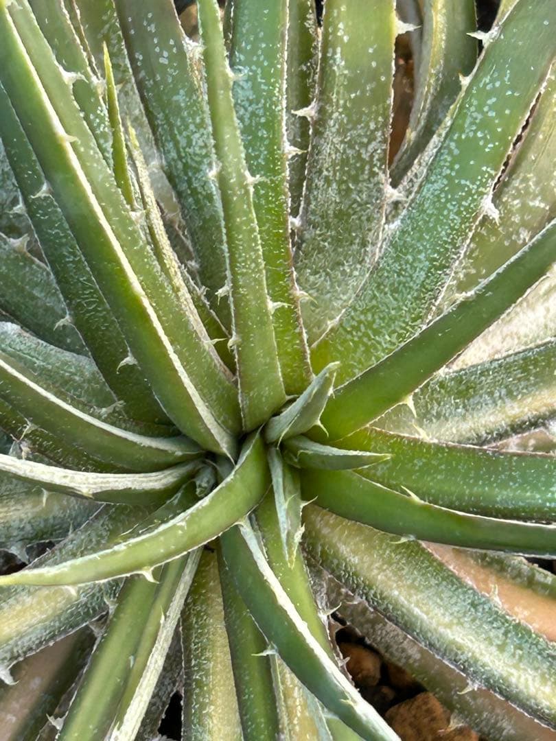 斑入り 原種 野生株 ディッキア オーロラ Dyckia Aurola ⑴