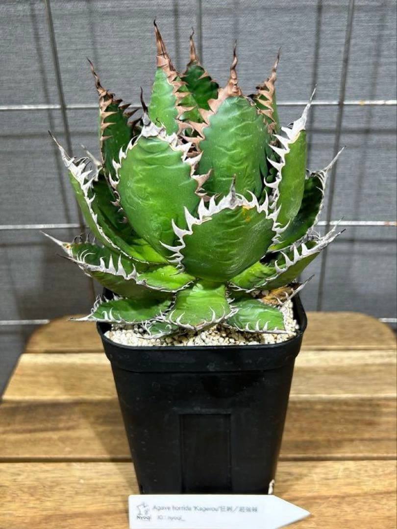 Agave horrida Kagerou【59】