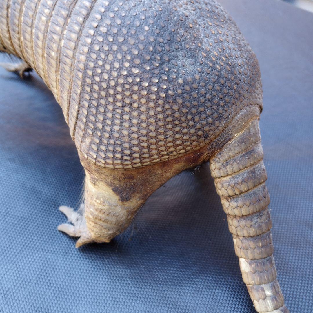 アルマジロ　剥製