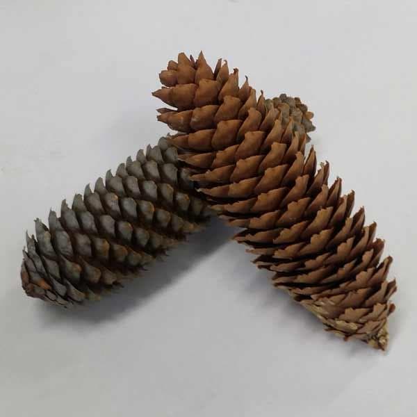 ド～ンと200本セット国産天然素材 ドイツトウヒの松ぼっくり/松かさ