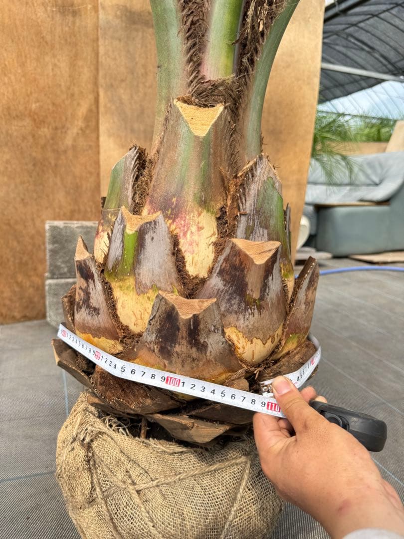 ココスヤシシルバーリーフ【極太】葉先200cm幹回り110cm 幹高50cm