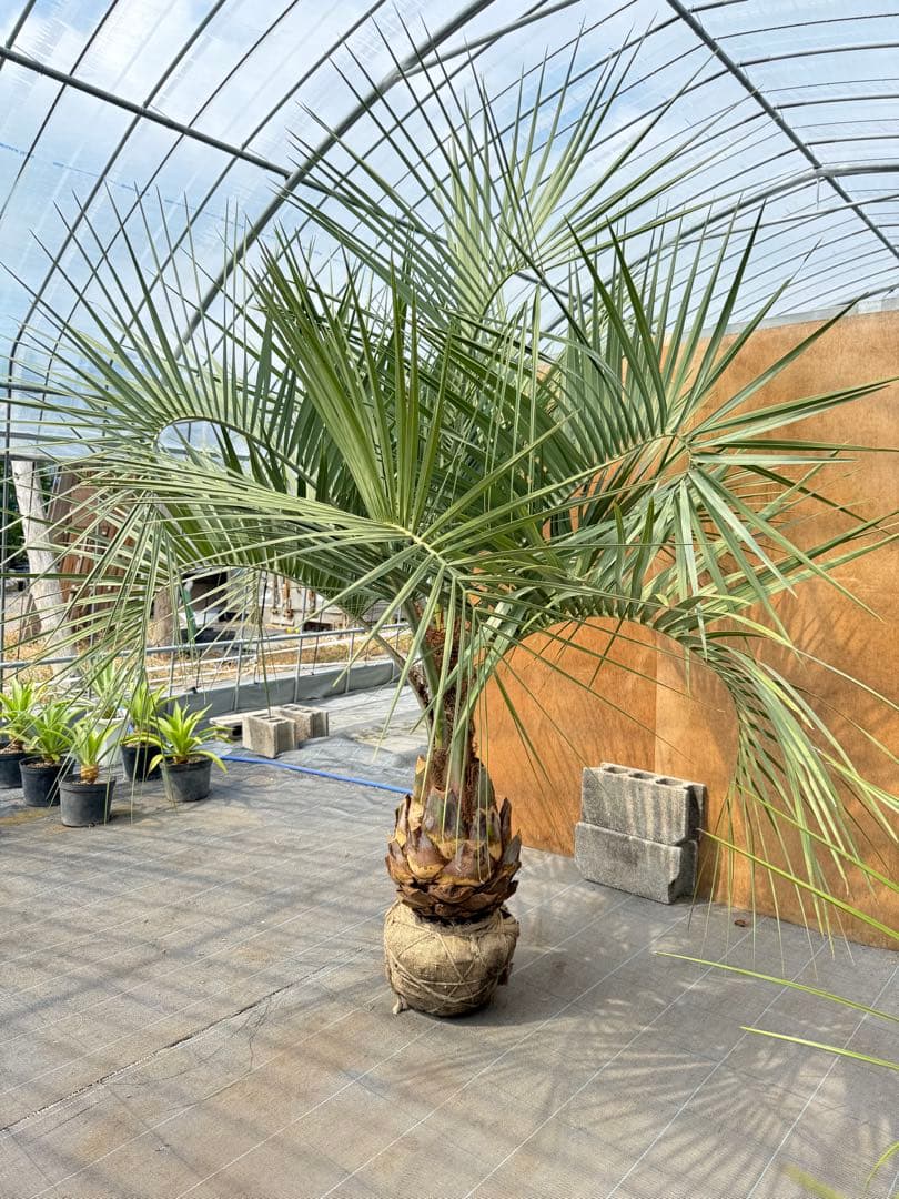 ココスヤシシルバーリーフ【極太】葉先200cm幹回り110cm 幹高50cm