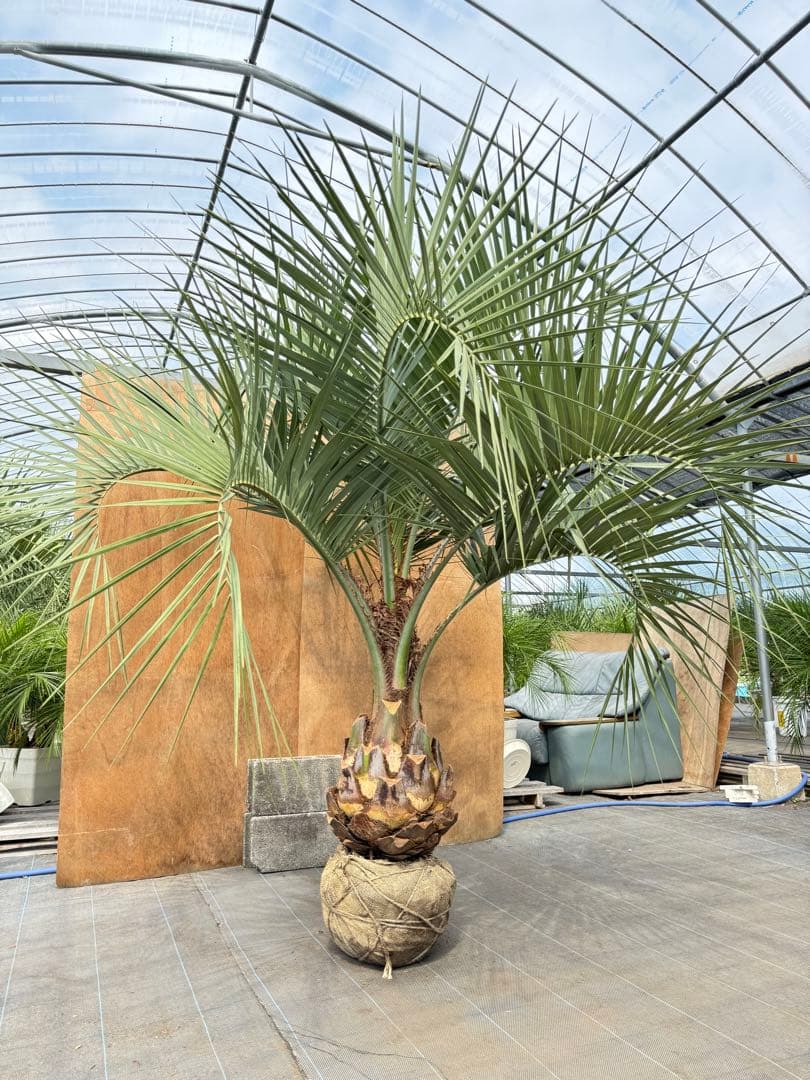 ココスヤシシルバーリーフ【極太】葉先200cm幹回り110cm 幹高50cm