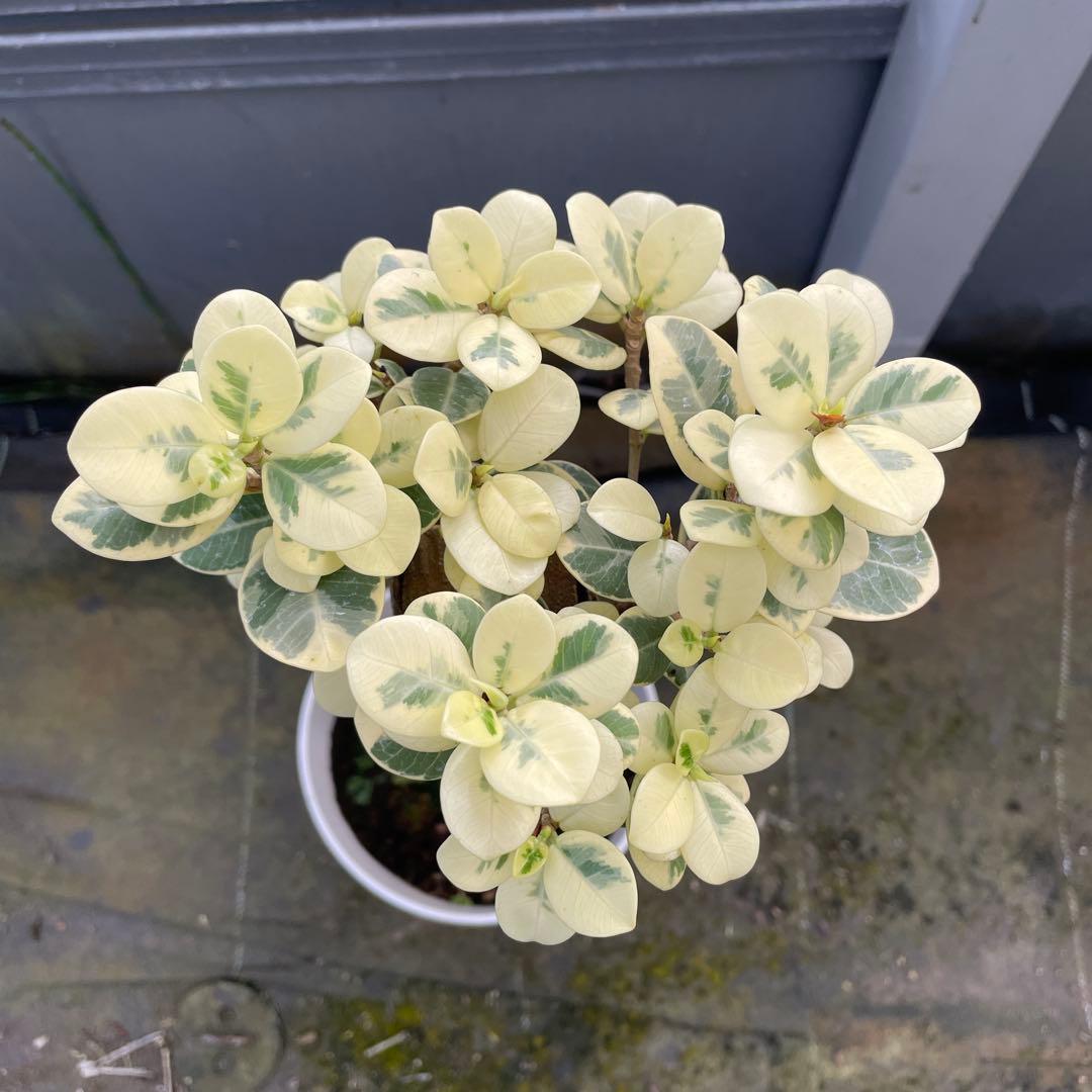 パンダガジュマル　斑入り　白葉　接木　5号サイズ