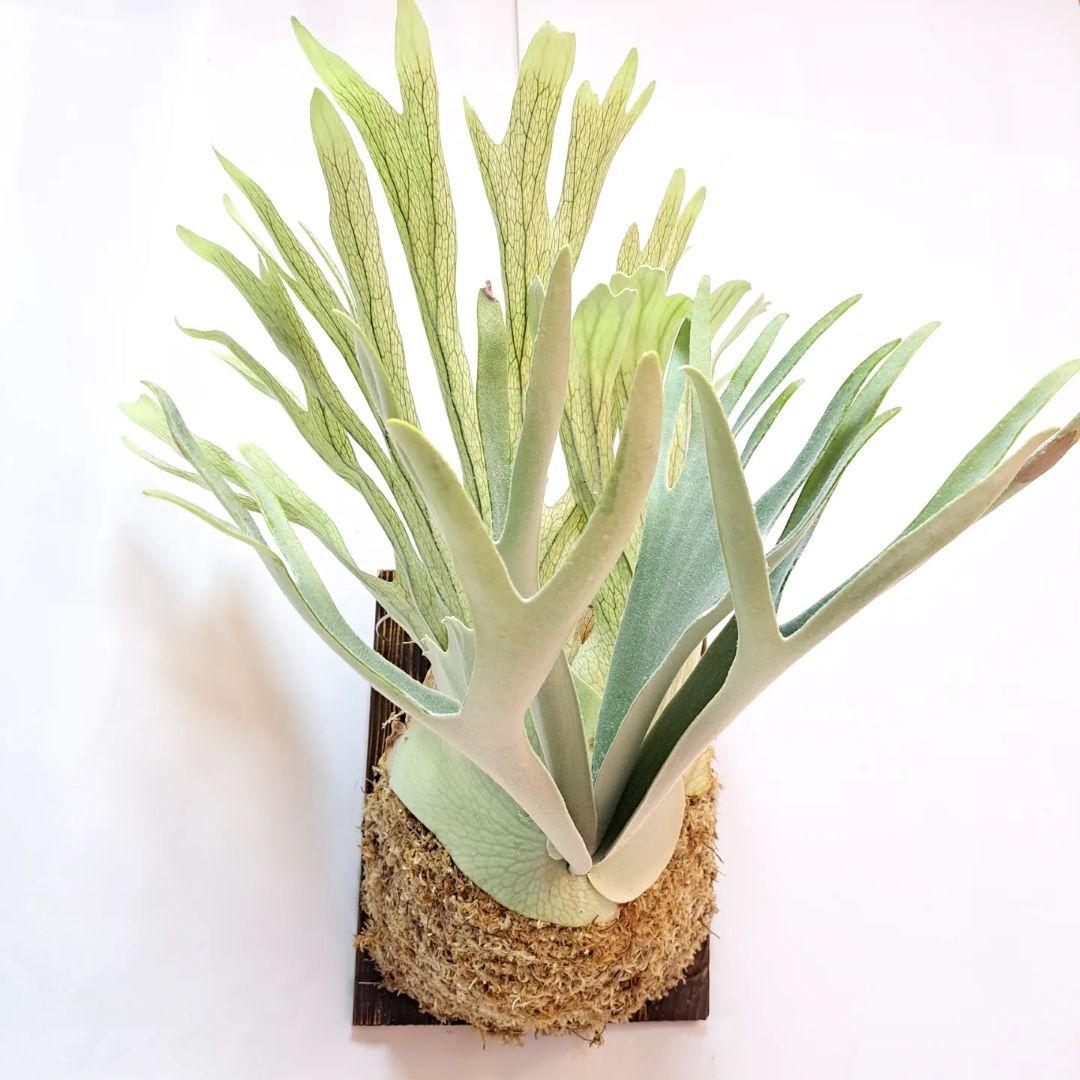 P.veitchii sp. sporeling TIP#2 ビカクシダ