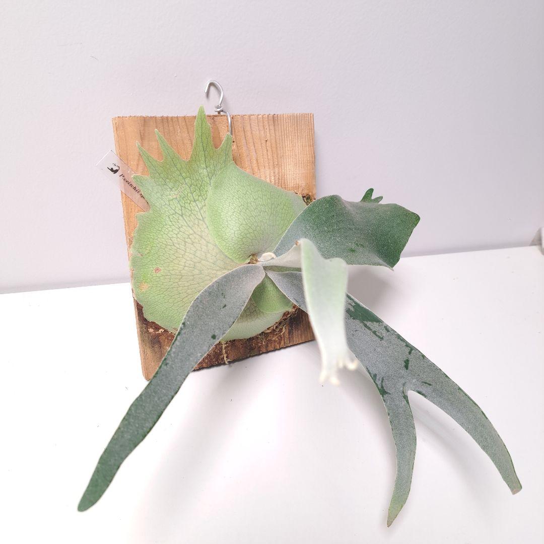 P.veitchii sp. sporeling TIP#2 ビカクシダ