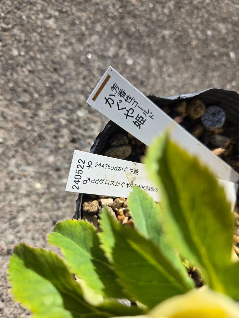 クリスマスローズ　かぐや姫