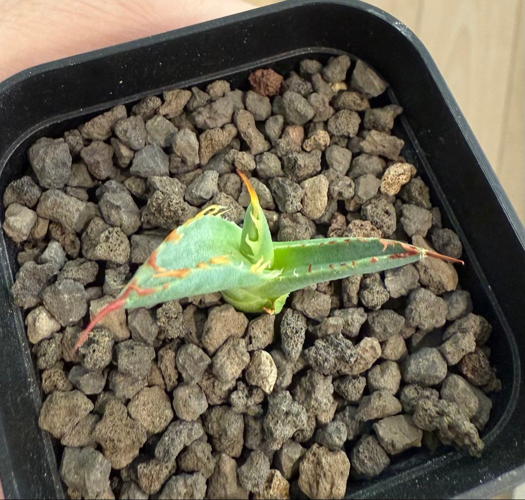 や*郎様 アガベ チタノタ BB × ユタエンシス hyb 子株【強ウネリ・青葉