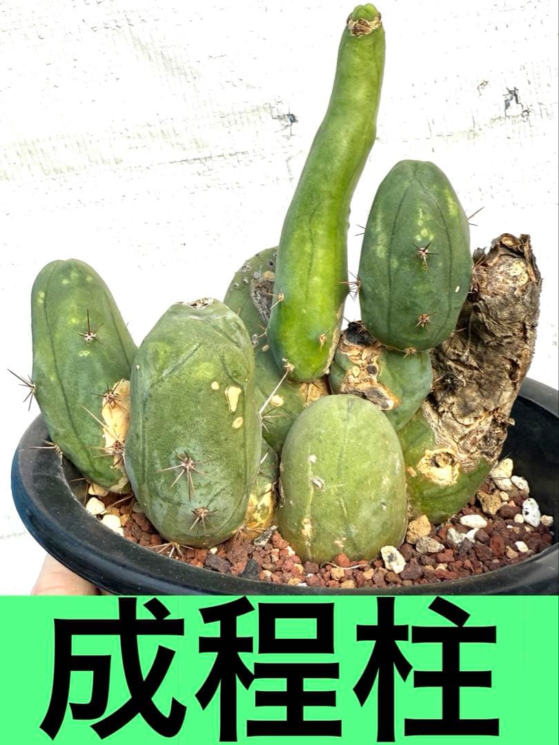 ❣️サボテン 成程柱 レア❣️