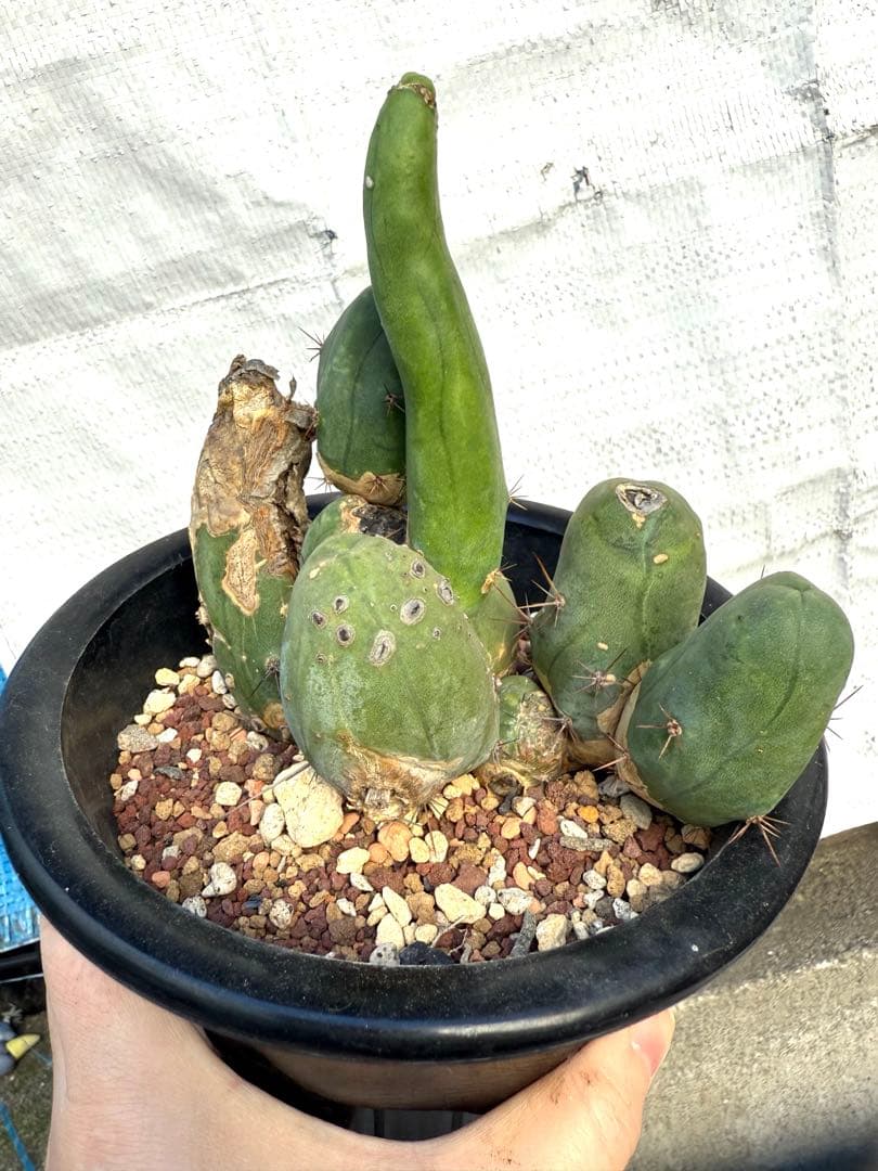 ❣️サボテン 成程柱 レア❣️