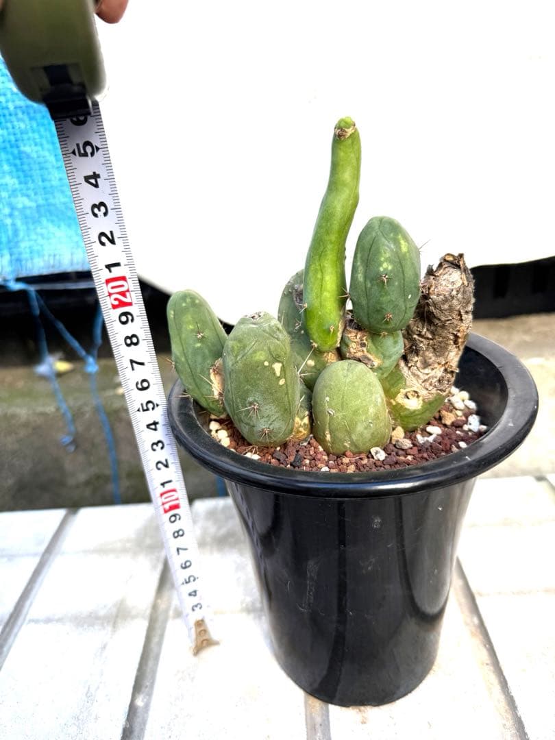 ❣️サボテン 成程柱 レア❣️