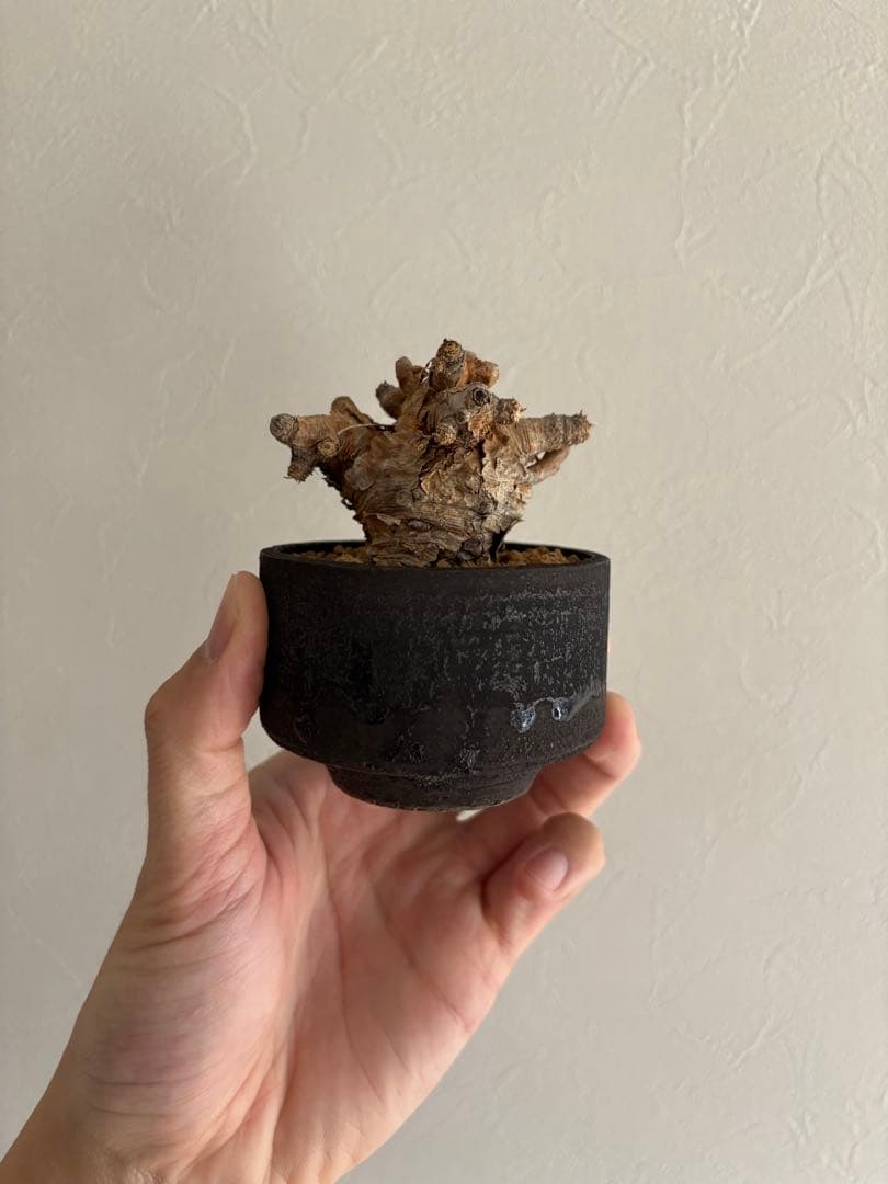 イトレメンシス×加藤裕章　コレクション株