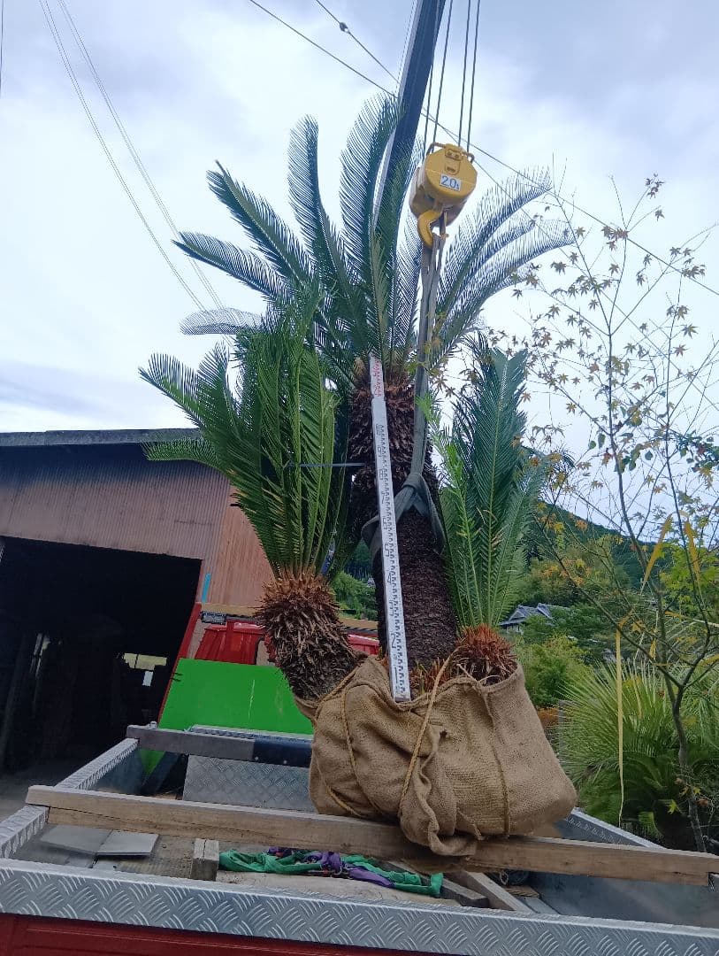 ソテツ（雌木でかなり大きいやつ株立ち）