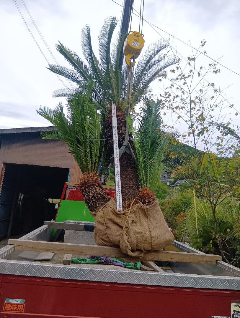 ソテツ（雌木でかなり大きいやつ株立ち）