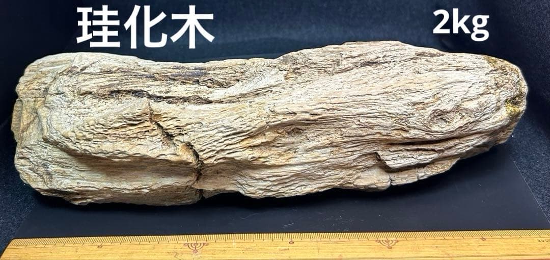 流木の様な珪化木　鑑賞石　大きな珪化木　ペトリファイアウッド