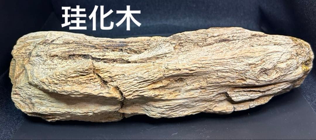 流木の様な珪化木　鑑賞石　大きな珪化木　ペトリファイアウッド