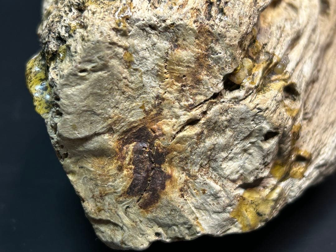 流木の様な珪化木　鑑賞石　大きな珪化木　ペトリファイアウッド