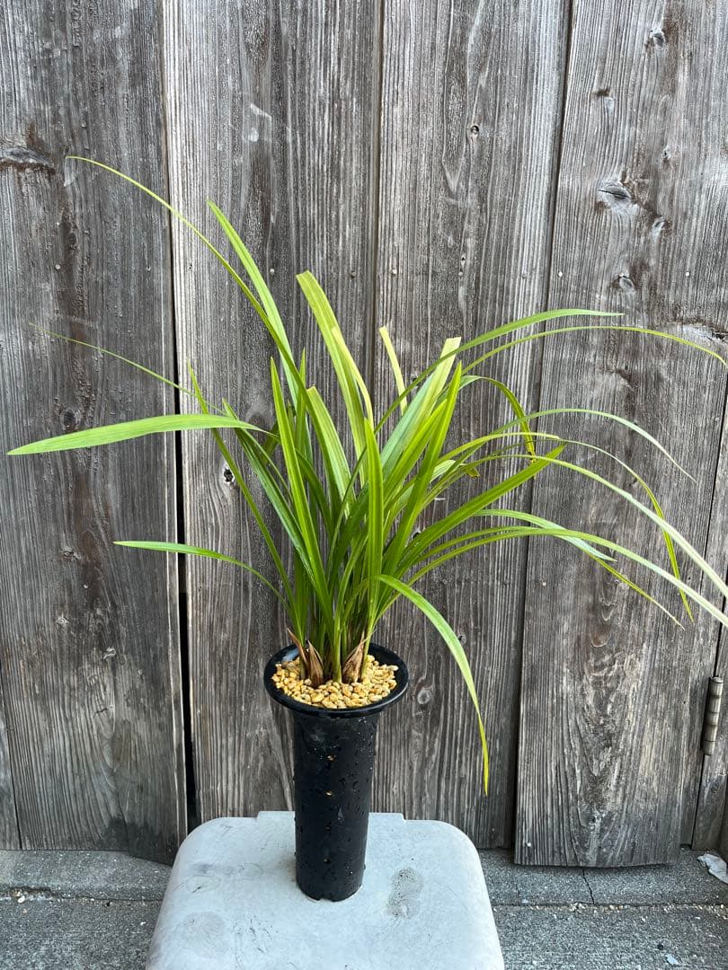 日向寒蘭銘品『日向の誉』成木9条　寒蘭　春蘭　東洋蘭　万年青