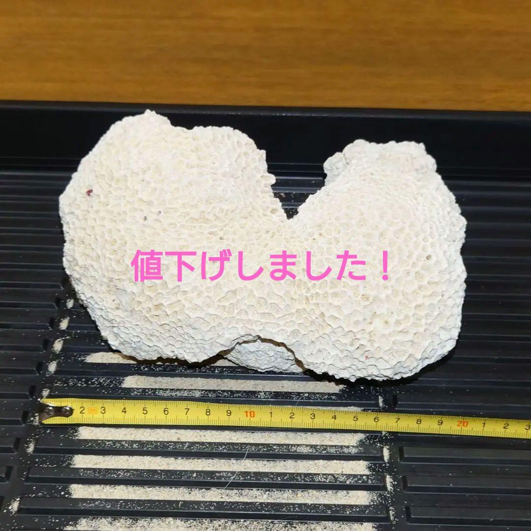 珊瑚　菊目石