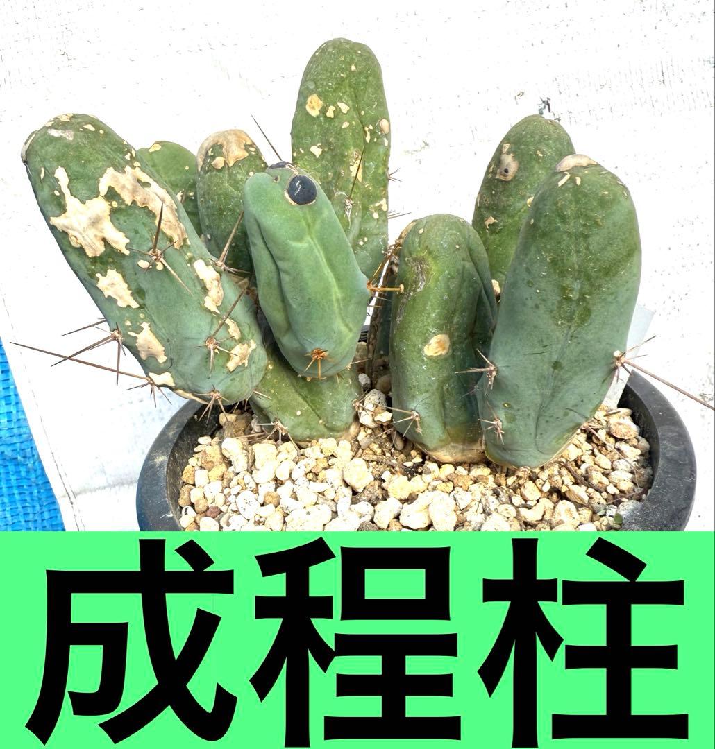 ❣️サボテン 成程柱 レア❣️