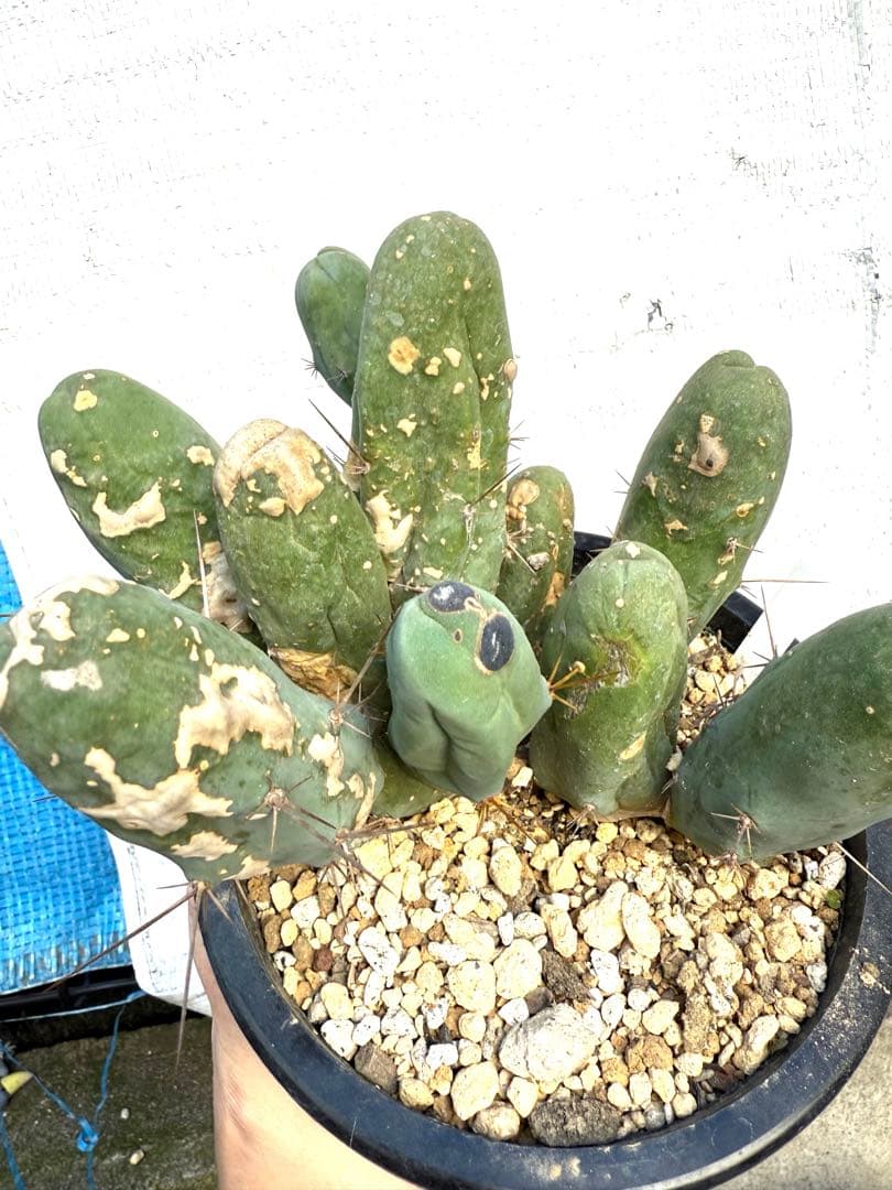 ❣️サボテン 成程柱 レア❣️