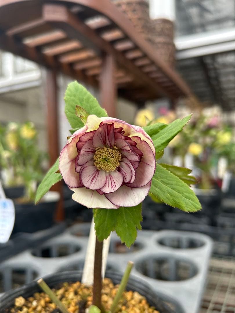 加藤農園 カップ咲き プリマヴェーラ交配 クリスマスローズ 同梱可能