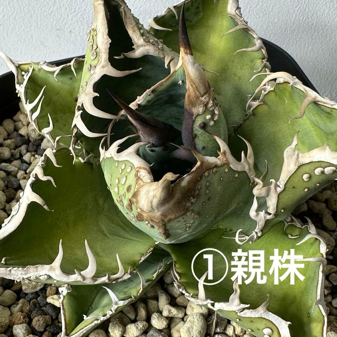 チタノタ 台湾産 スタッズ特選株 セット ※バラ売り可能 検）冰雹、麻花龍