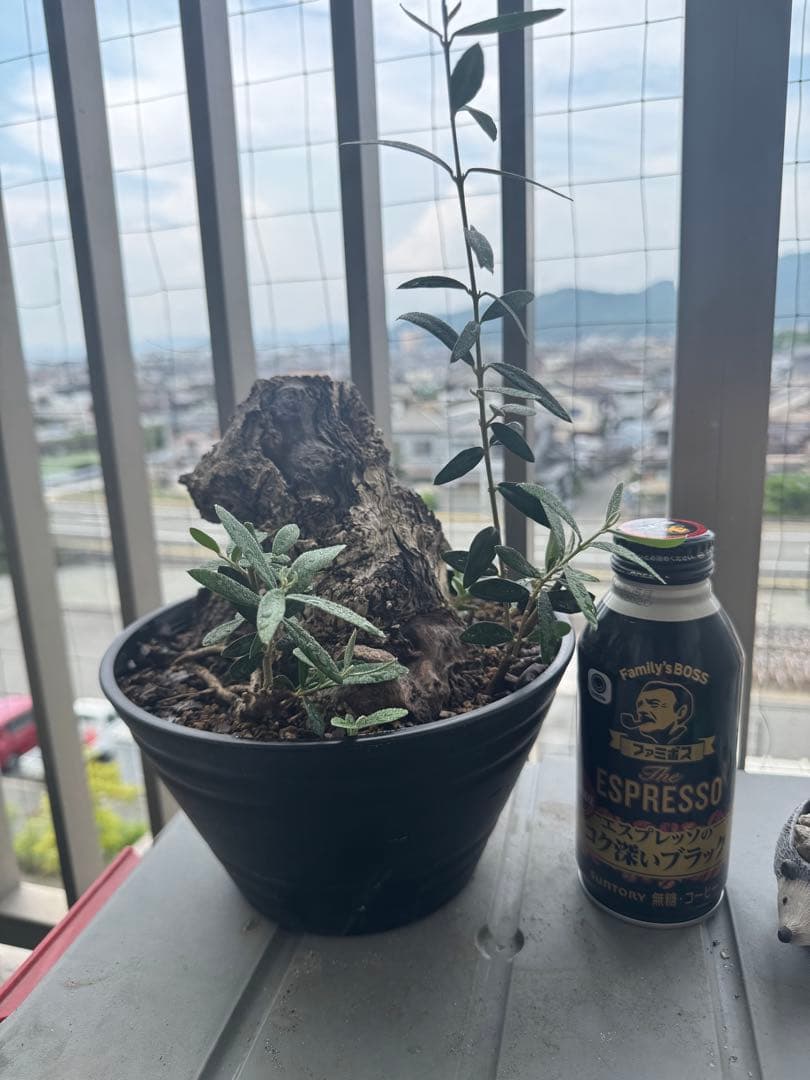 オリーブ　ミッション　古木