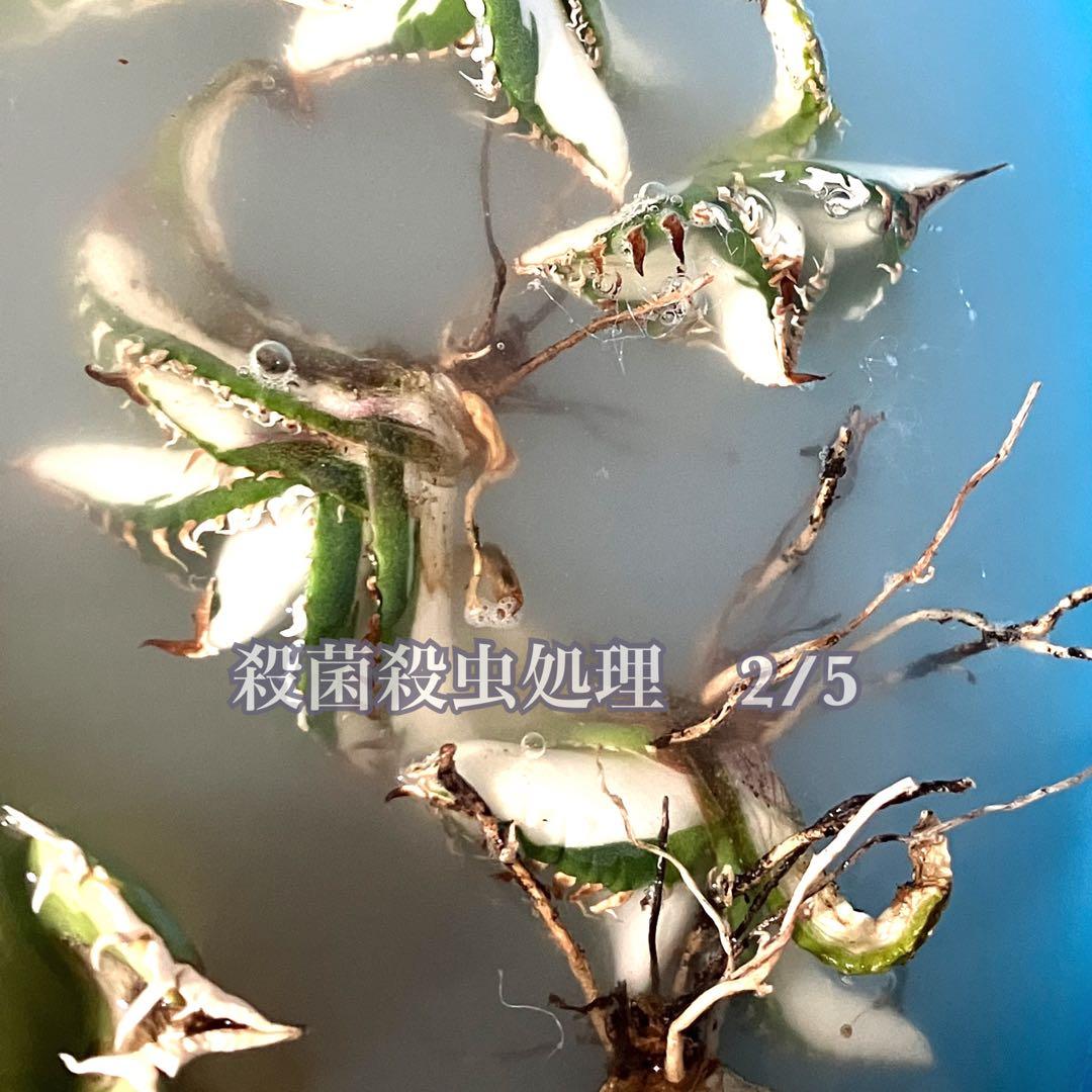 初出品【匿名配送】①選抜　強鋸歯　アガべ　チタノタ　SAD錦　白中斑　TC