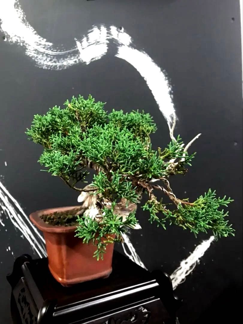 真柏盆栽