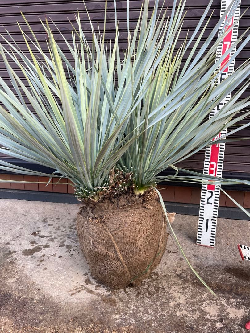 早いもの勝ち　ユッカ　ロストラータ　1