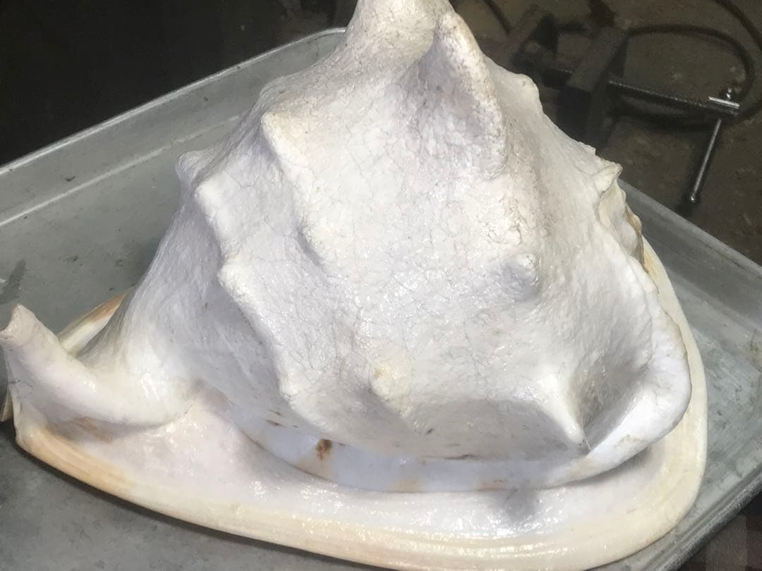 トウカムリ貝 インテリアや楽器などにどうぞ