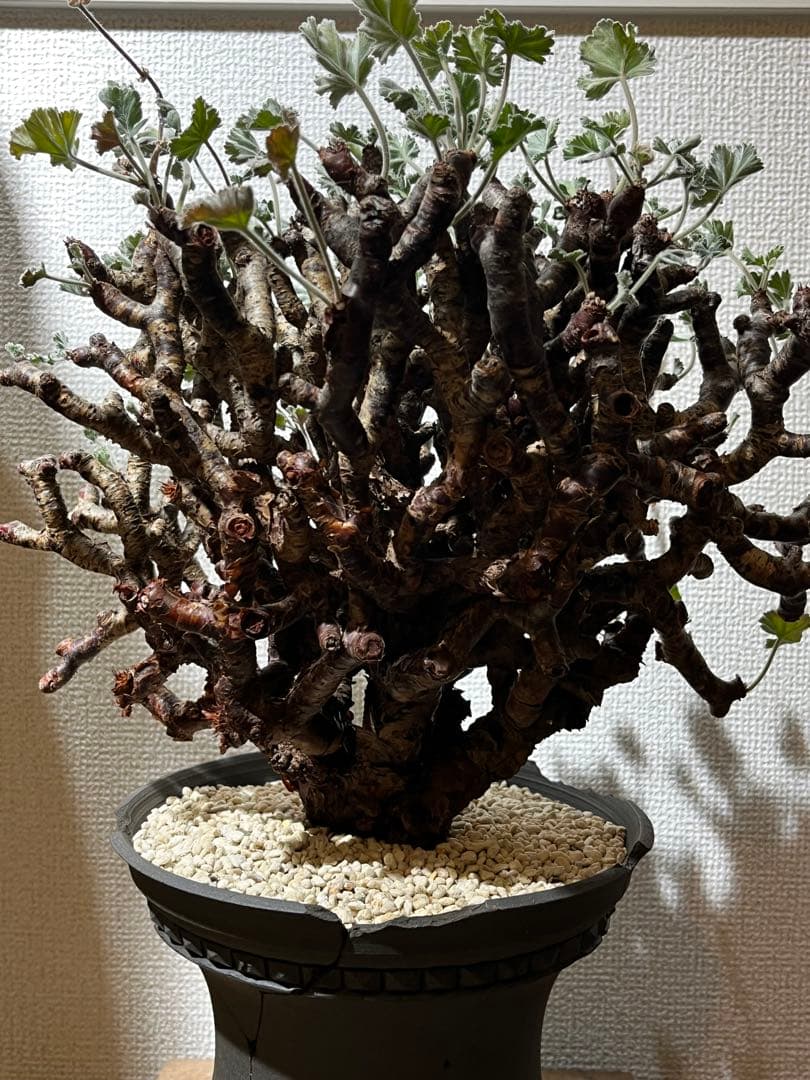 ペラルゴニウム　ミラビレ　kikko鉢　吉光窯