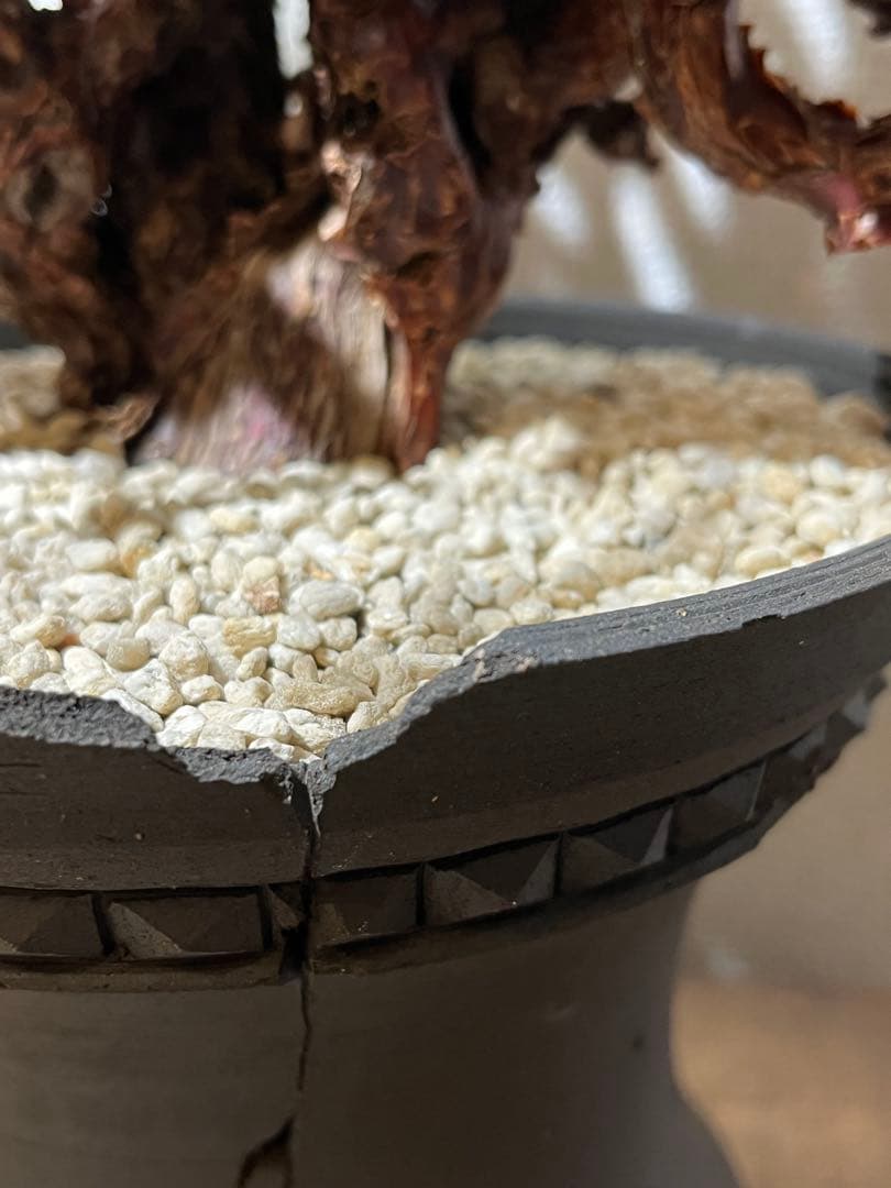 ペラルゴニウム　ミラビレ　kikko鉢　吉光窯