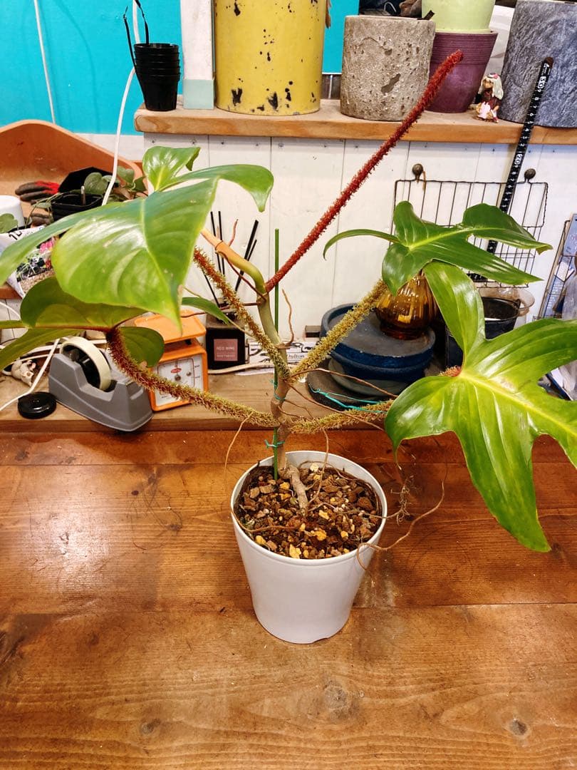 KenKen様　確認用　スクアミフェルム