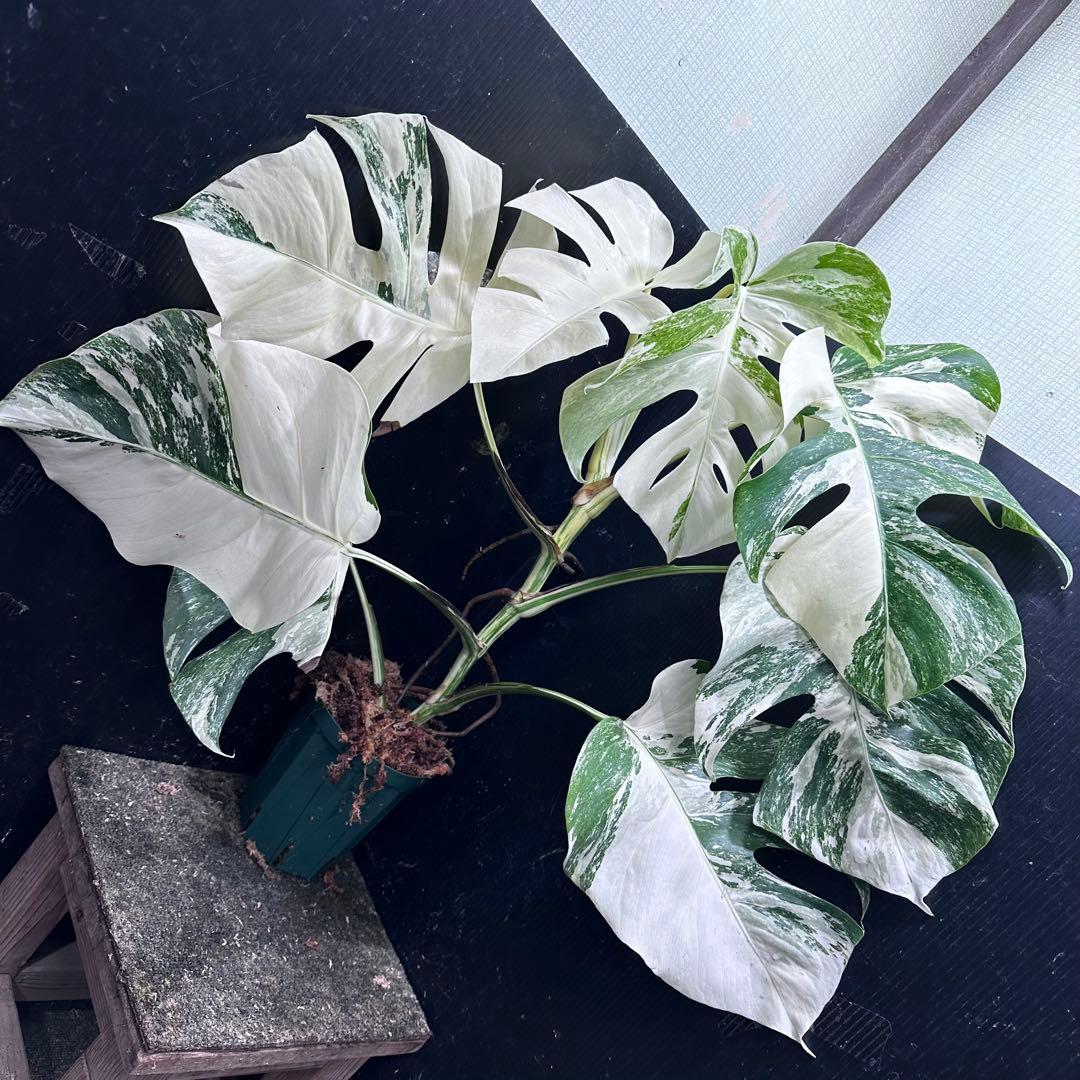 S*n様 斑入りモンステラ ホワイトタイガー極美大株74cm白斑多