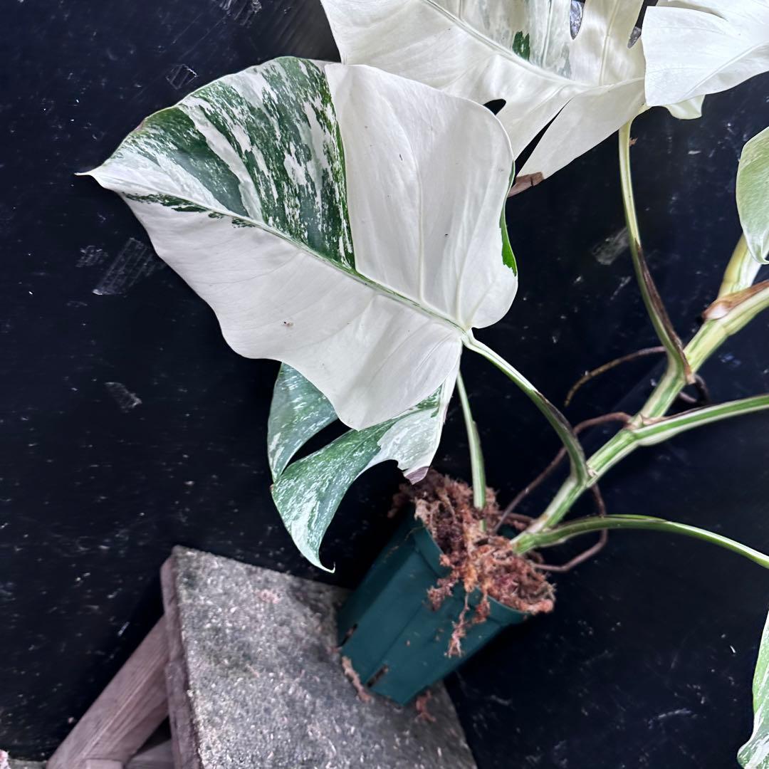 S*n様 斑入りモンステラ ホワイトタイガー極美大株74cm白斑多