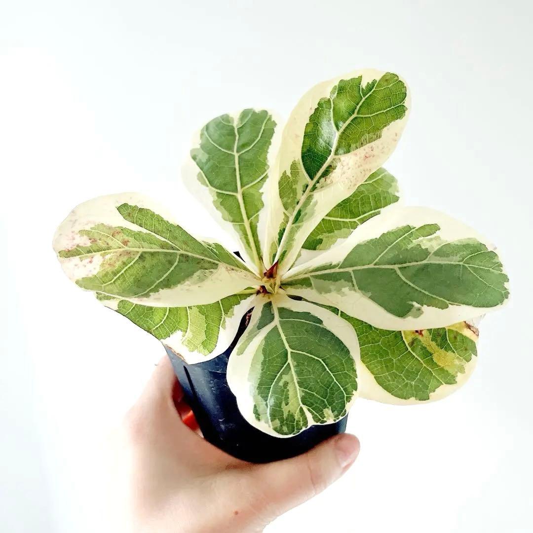 超希少 フィカスリラータ イヴォンヌ 斑入りカシワバゴム 観葉植物 calm
