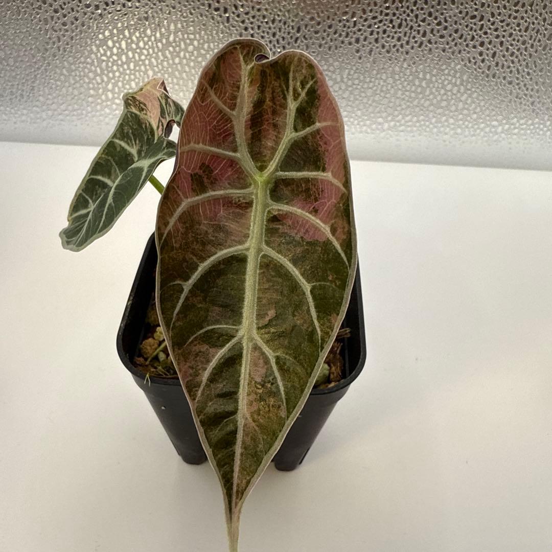 m*a様 格安 アロカシア ワトソニアナ ピンク