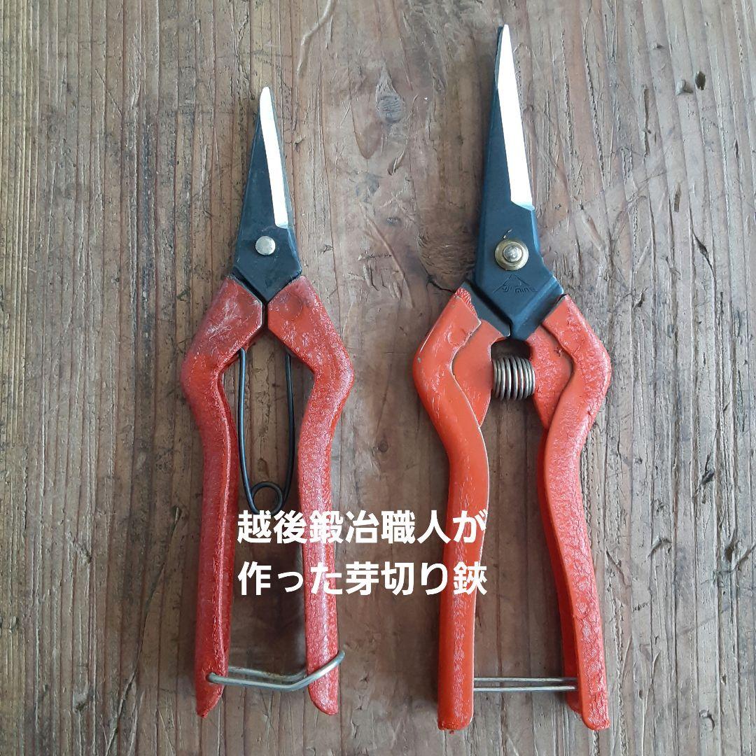 本格型芽切り鋏　大、小　５０セット