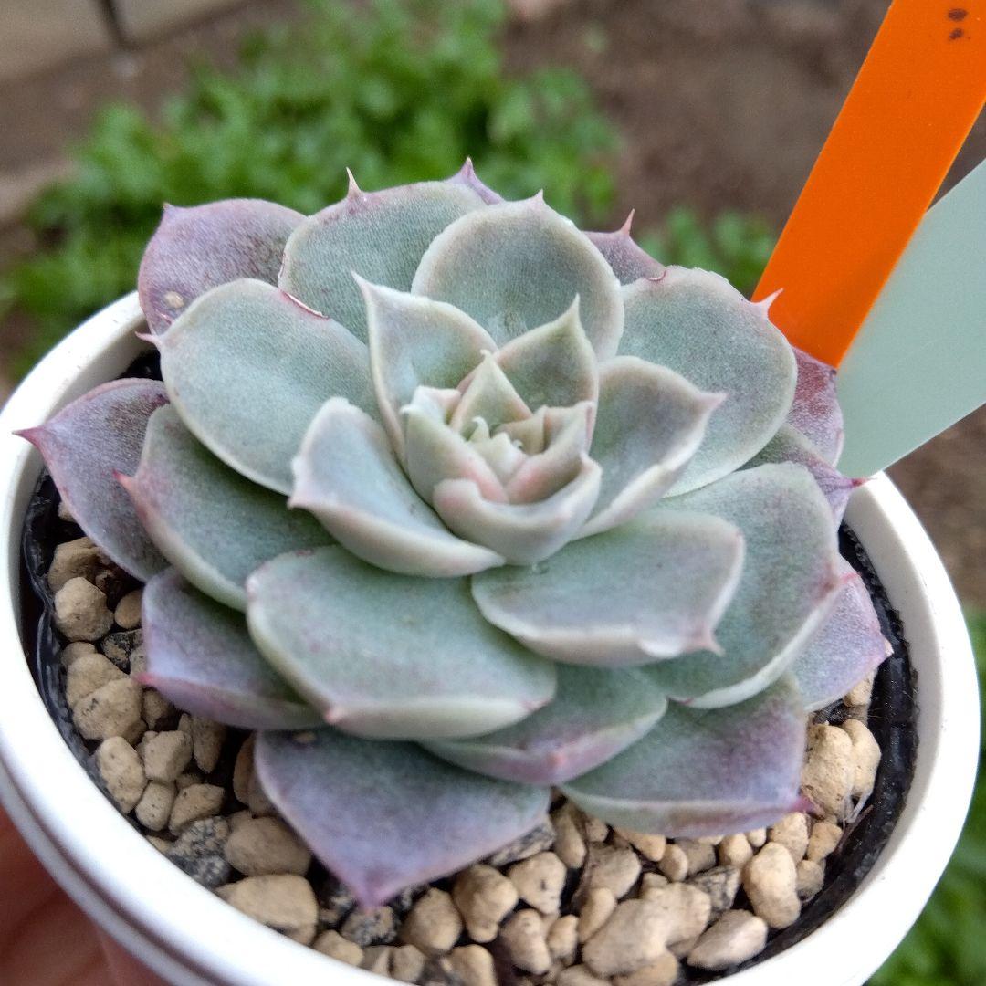 miyaさん つむぎ交配✡️ハル×つむぎ✡️ミヤ苗 命名同士 多肉 抜き苗