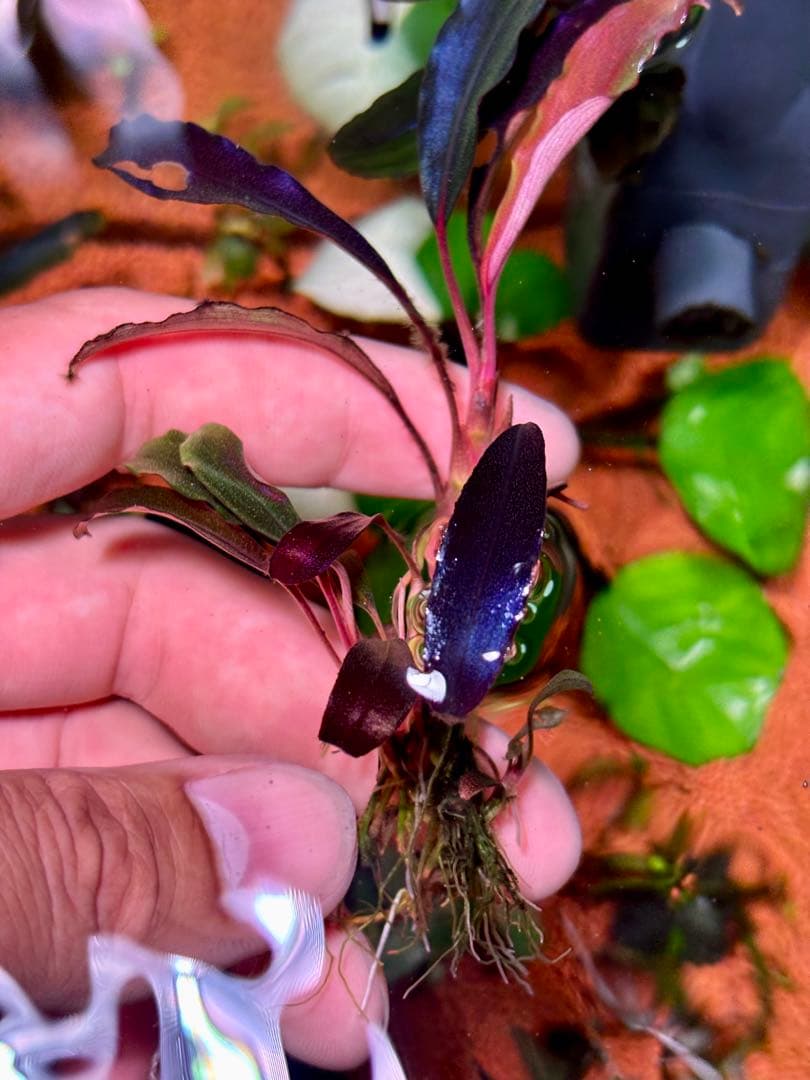 ブセファランドラspゴーストカリマンタン 群生株