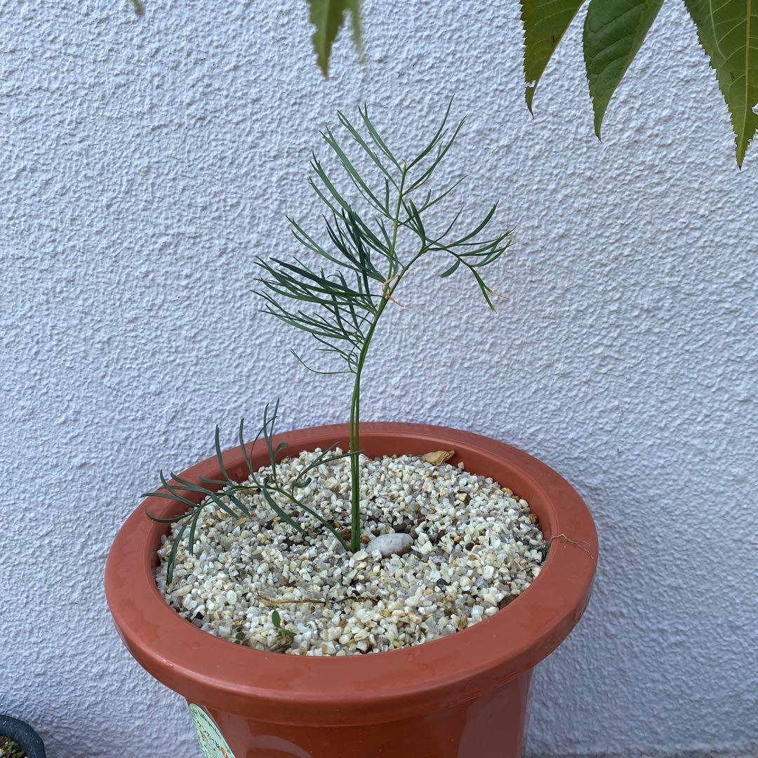 マクロザミア ステノメラ Macrozamia stenomera