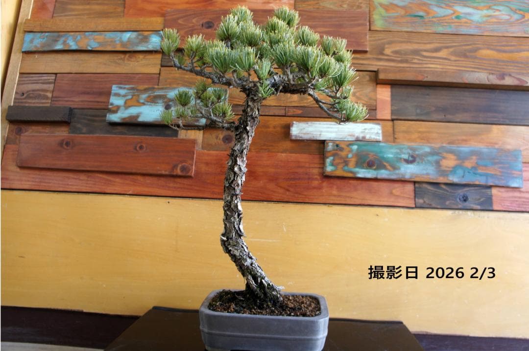 盆栽 『五葉松』 インテリア 観葉植物 園芸 ガーデニング 送料無料 b199