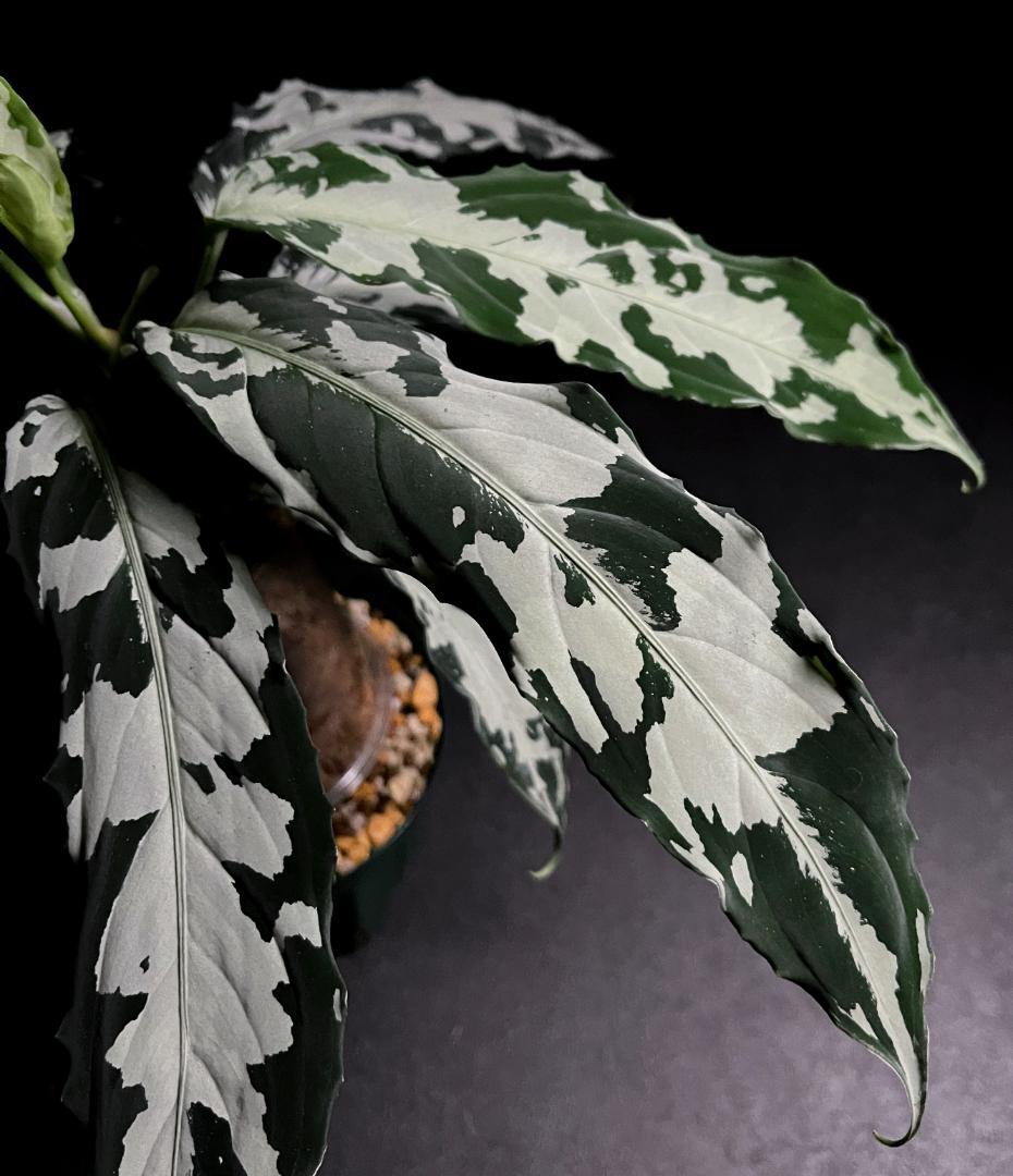 ◆RGL◆ 専用です 大株 現物 アグラオネマ ピクタム アチェ産 現地便