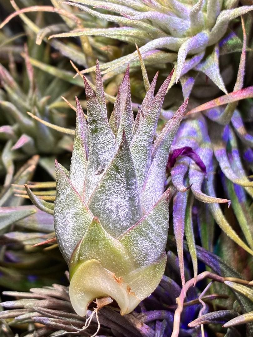 【同梱割可能】T. Domingo's Stripe From Domingo