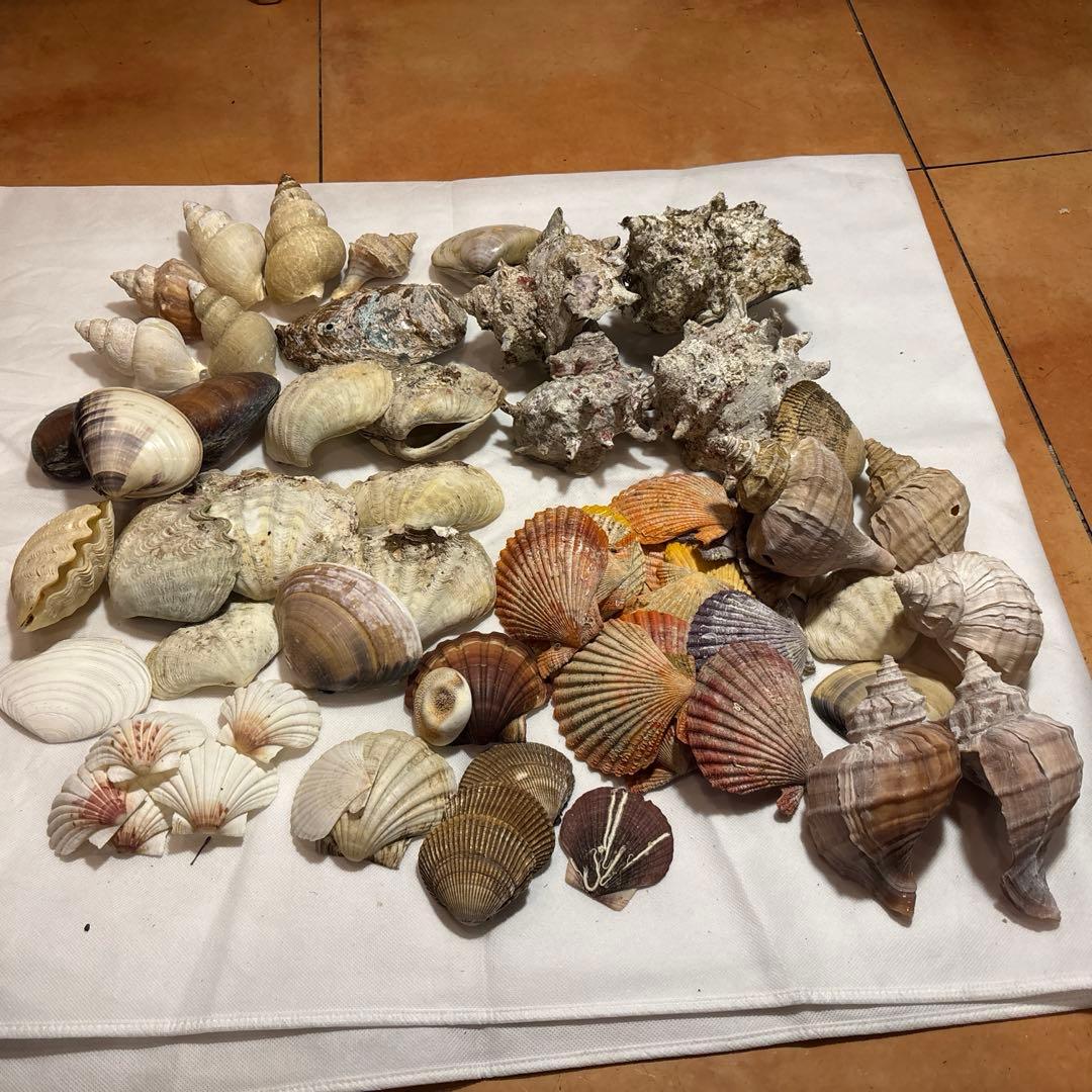 貝殻セット